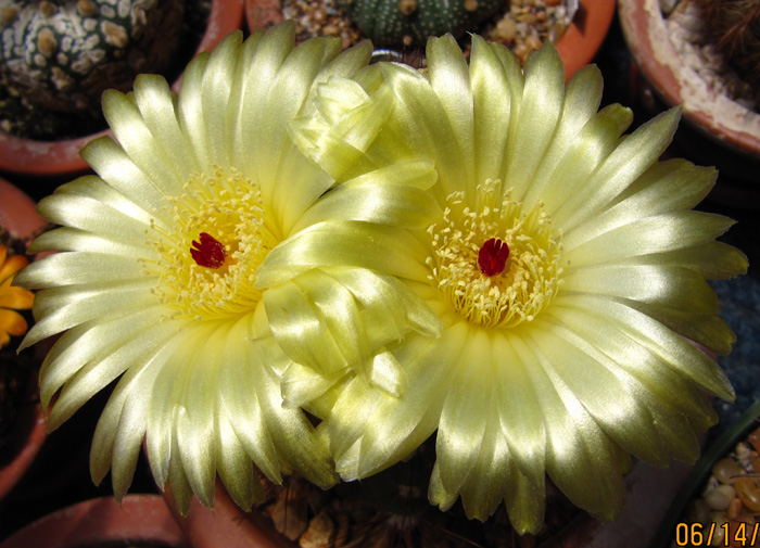Notocactus horstii flowering